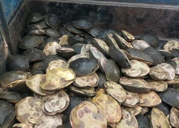 পাচারের আগেই বর্ধমানে ফের বিপুল পরিমাণে কচ্ছপ উদ্ধার।উদ্ধার প্রায় প্রায় ৭৫২ টি কচ্ছপ।