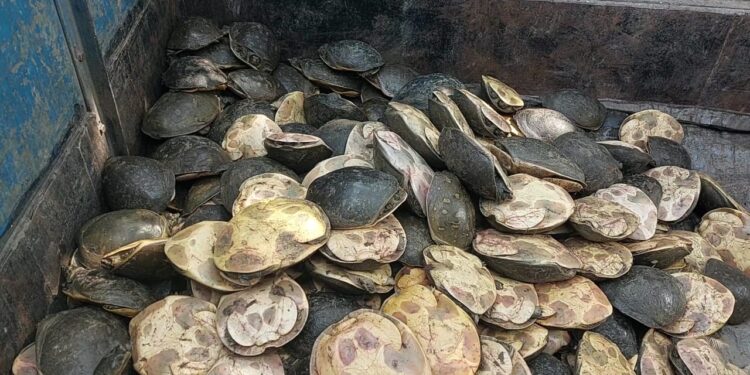 পাচারের আগেই বর্ধমানে ফের বিপুল পরিমাণে কচ্ছপ উদ্ধার।উদ্ধার প্রায় প্রায় ৭৫২ টি কচ্ছপ।